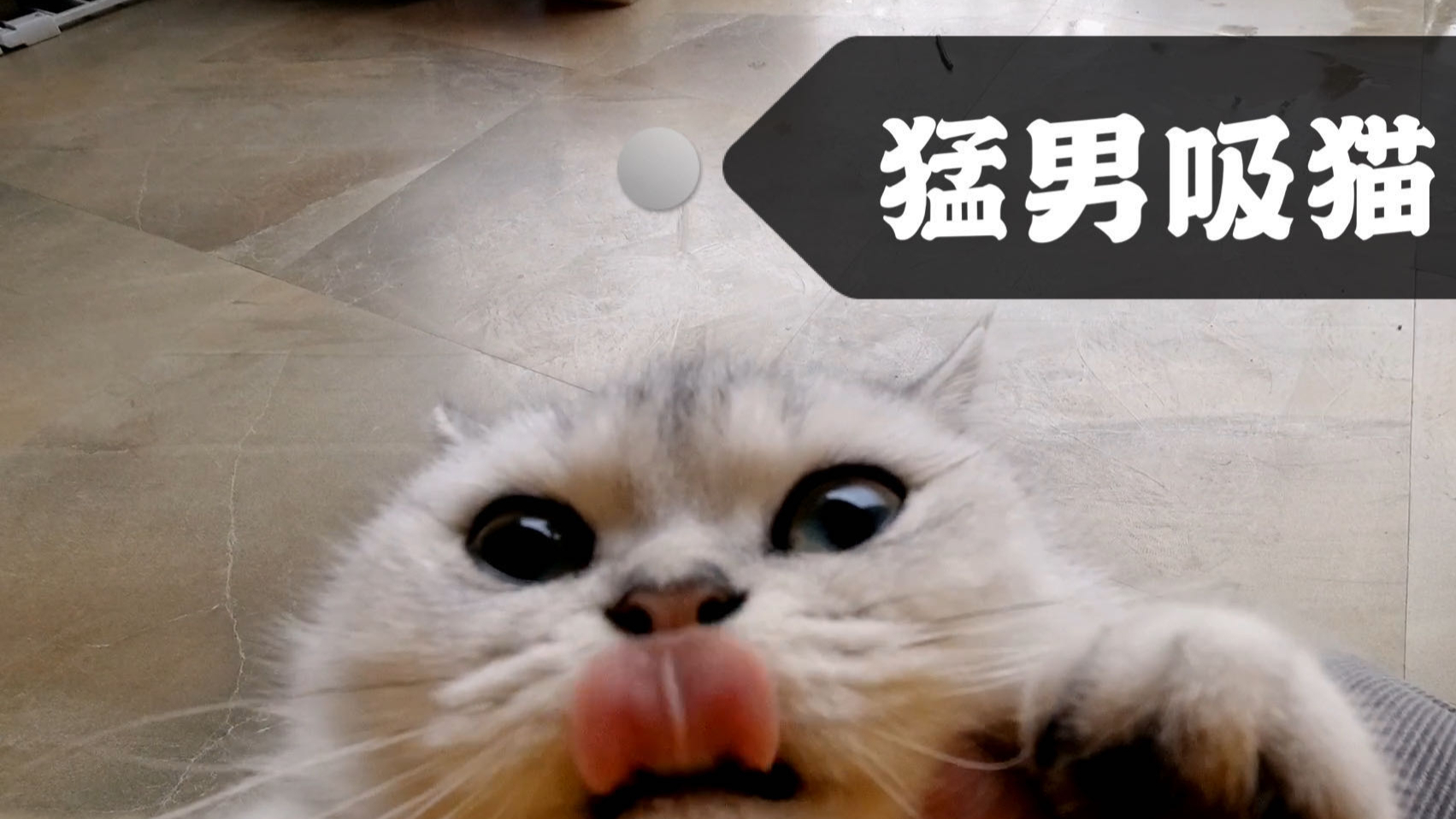 【猛男吸猫】是不是所有的人类对猫咪有狂亲的冲动